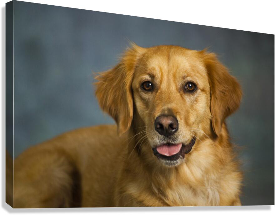 Portrait of Golden Retriever 213048 Canvas Print