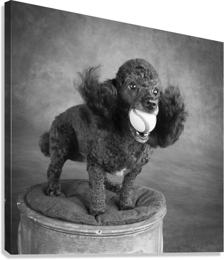 Portrait of Mini Poodle retrieving ball 212996 Canvas Print