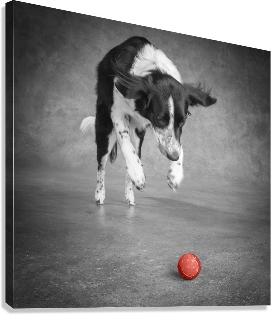 Color Pop Studio shot of Border Collie playing with ball 218677 Canvas Print