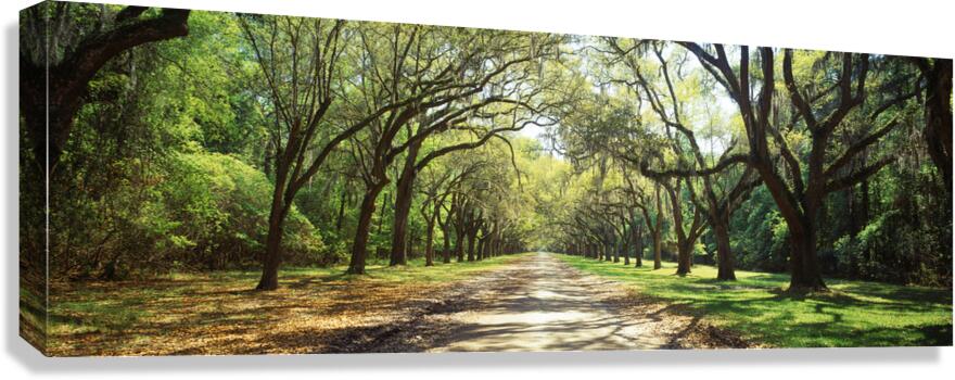 Live Oaks & Spanish Moss Wormsloe State Historic Site Savannah Georgia 85285 Canvas Print