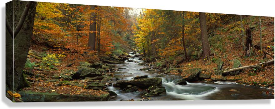 Fall Trees Kitchen Creek Pennsylvania USA 64925 Canvas Print