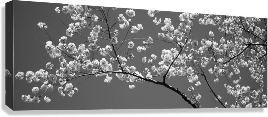 Cherry Blossoms Washington DC USA 152181 Canvas Print