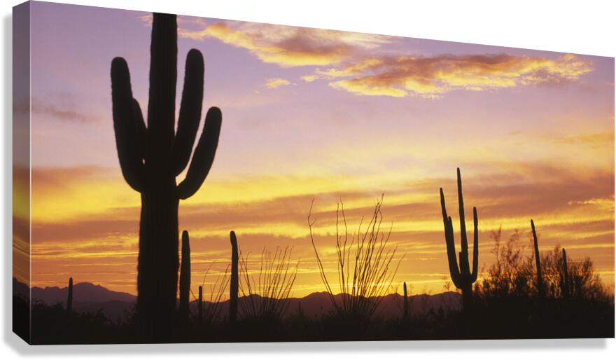 Sunset over Cactus Saguaro National Park AZ 85662 Canvas Print