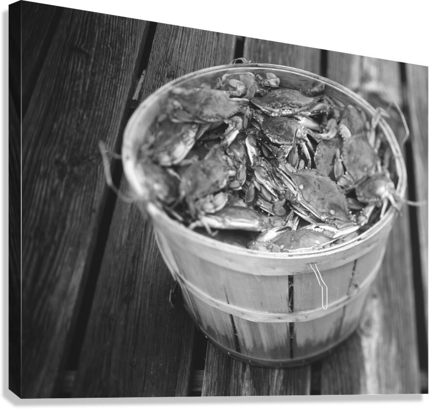 High angle view of crabs in a basket Maryland US 79429 Canvas Print