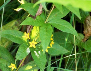 Whorled Loosestrife