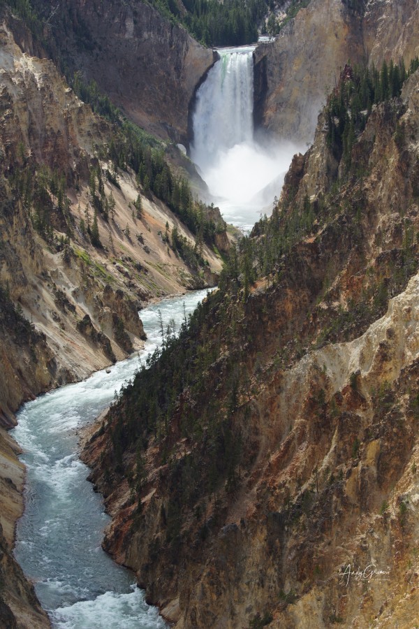Yellowstone  Lower- Falls Print