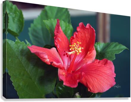B0002147.AG Canvas Print