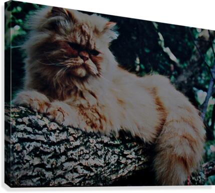 SABASTIAN Canvas Print