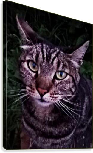 PIEXIE Canvas Print