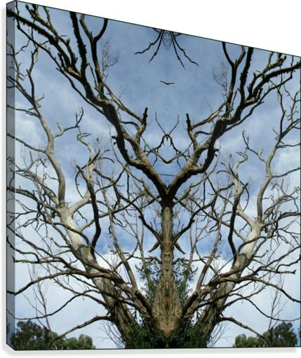 A BUCK TREE Canvas Print