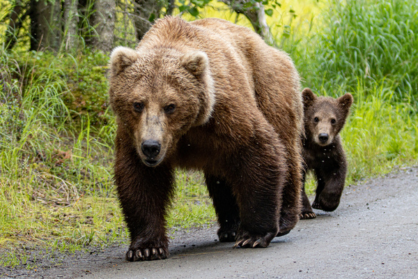 Grizzly Bear with Cub - Katmai National Park Alaska by Rebecca Harding