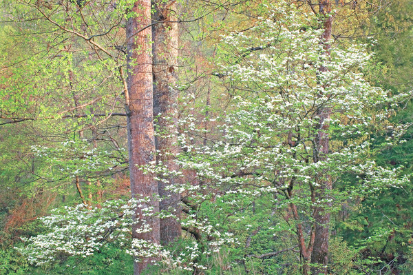 New Life in the Spring Forest by Bruce Heinemann