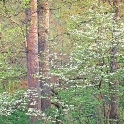 New Life in the Spring Forest