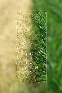 Plain tree leaf on clover meadow