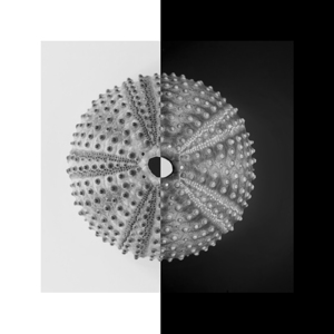 Sea urchin shell 