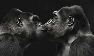 Two gorillas lovingly kissing