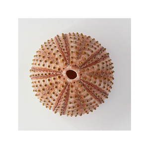 Sea urchin shell 