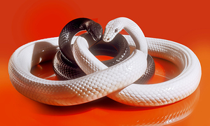 White and black snakes on red background