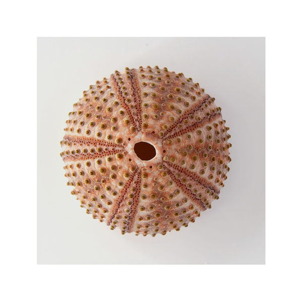 Sea urchin shell  Print