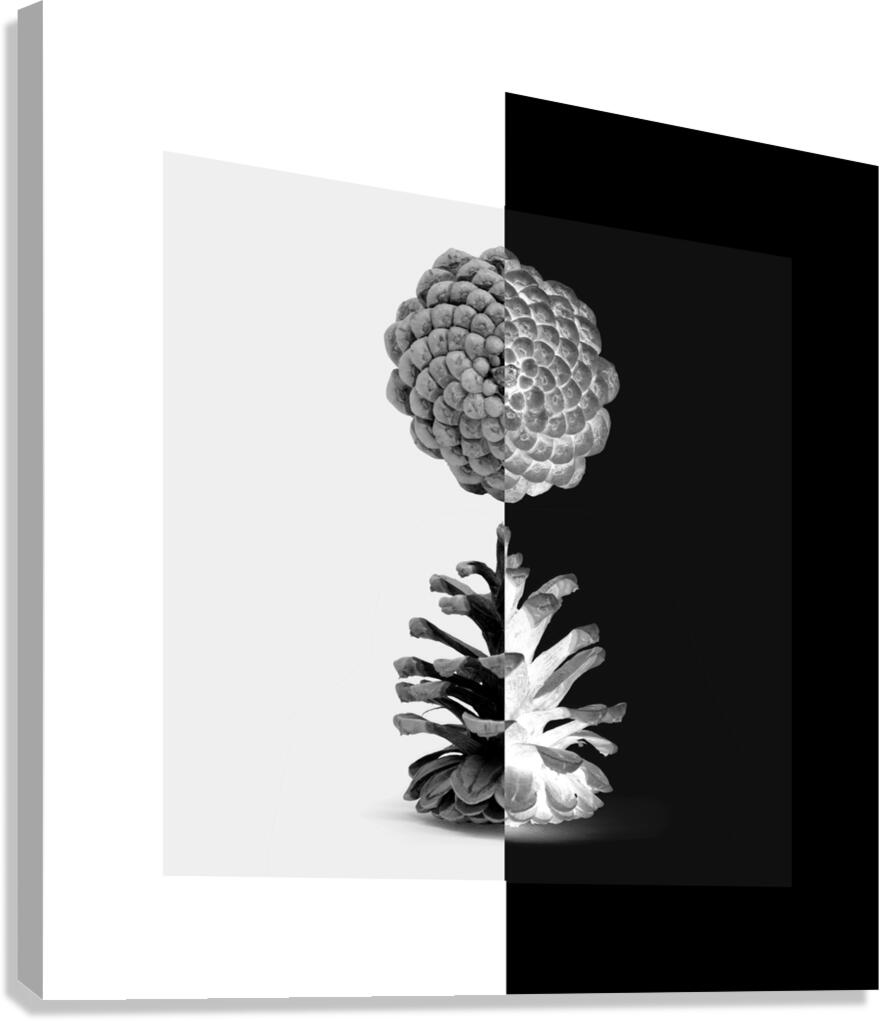 Cone Pine  Canvas Print