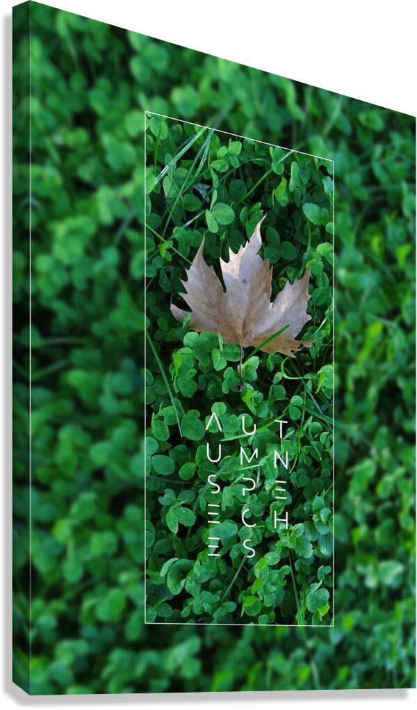 Plain tree leaf on clover meadow Canvas Print