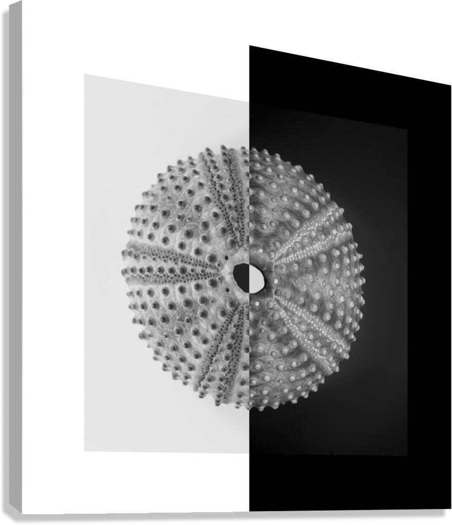 Sea urchin shell  Canvas Print