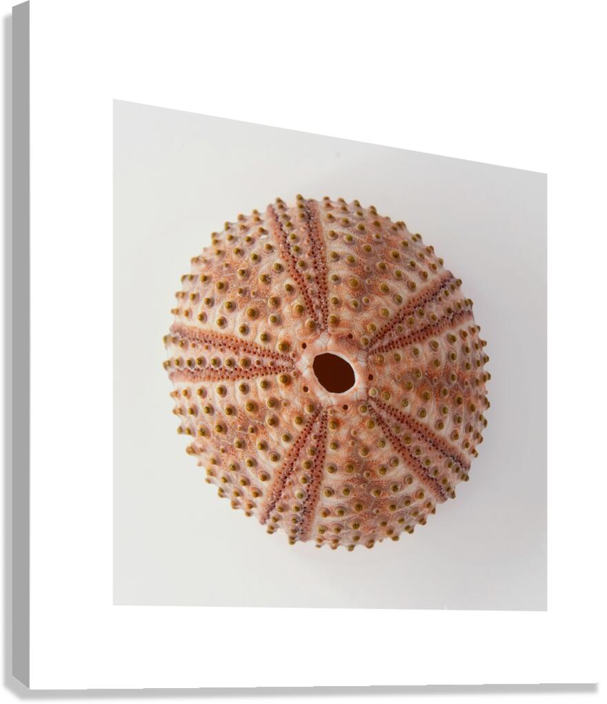 Sea urchin shell  Canvas Print
