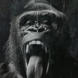 Gorilla making a tongue out