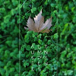 Plain tree leaf on clover meadow