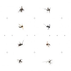 Rest In Peace - Dead mosquitoes on white background