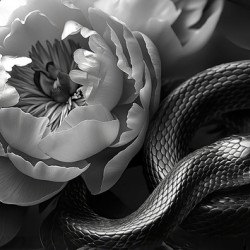 Black snake and white flowers