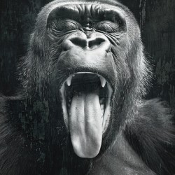 Gorilla making a tongue out