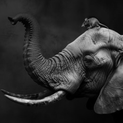The elephant and the little mouse