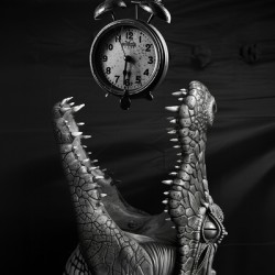 Crocodile trying to devour an alarm clock