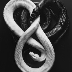 White and black snakes on black background