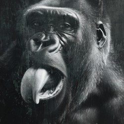 Gorilla making a tongue out