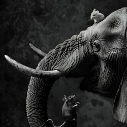 Elephant with two mice