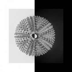 Sea urchin shell 