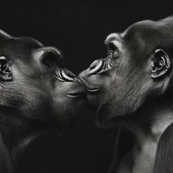 Two gorillas lovingly kissing