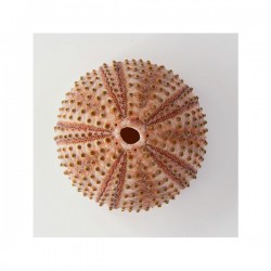 Sea urchin shell 
