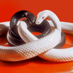 White and black snakes on red background