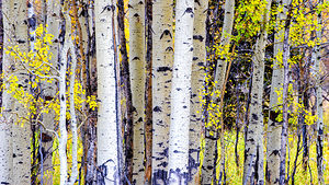 Aspen Trees