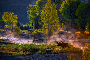 Steamy Morning
