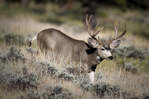 Big Muley
