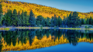 Aspens Glow