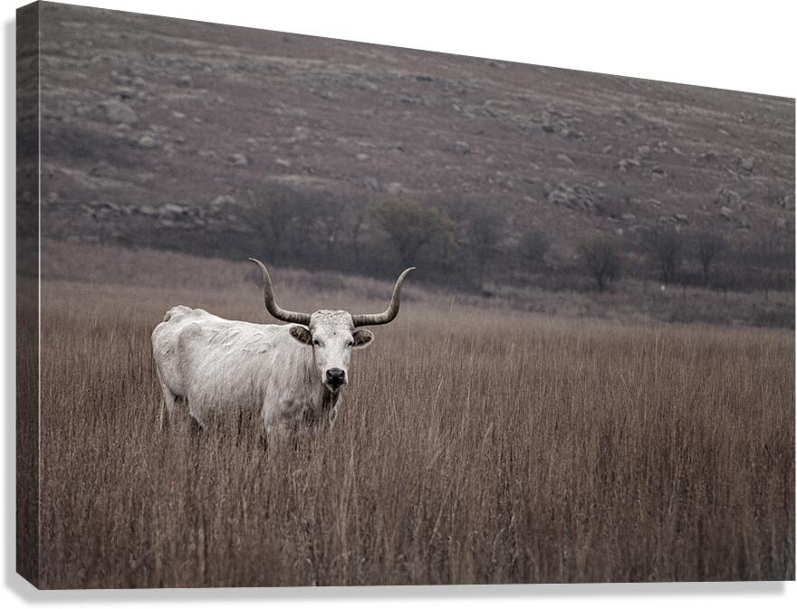 Longhorn Canvas Print