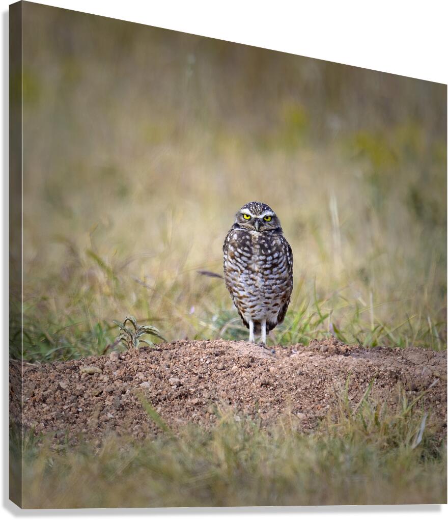 Really  Canvas Print