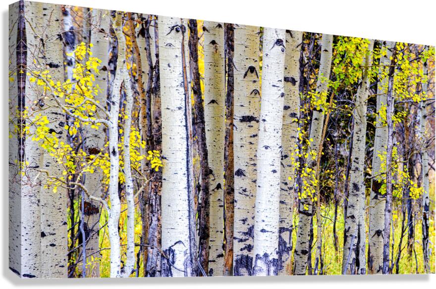 Aspen Trees Canvas Print