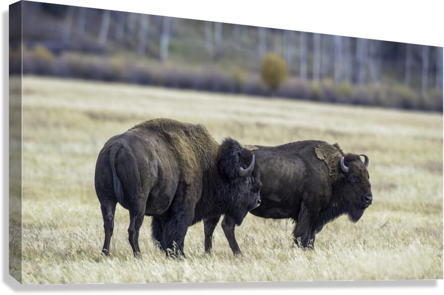 Giants Canvas Print