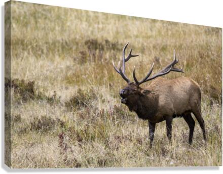 Bugling Canvas Print